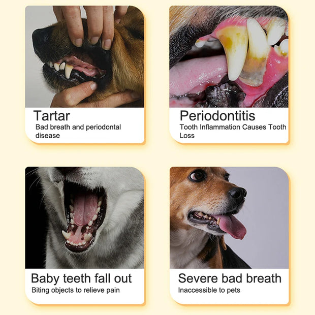 Dog Molar Tooth Feed